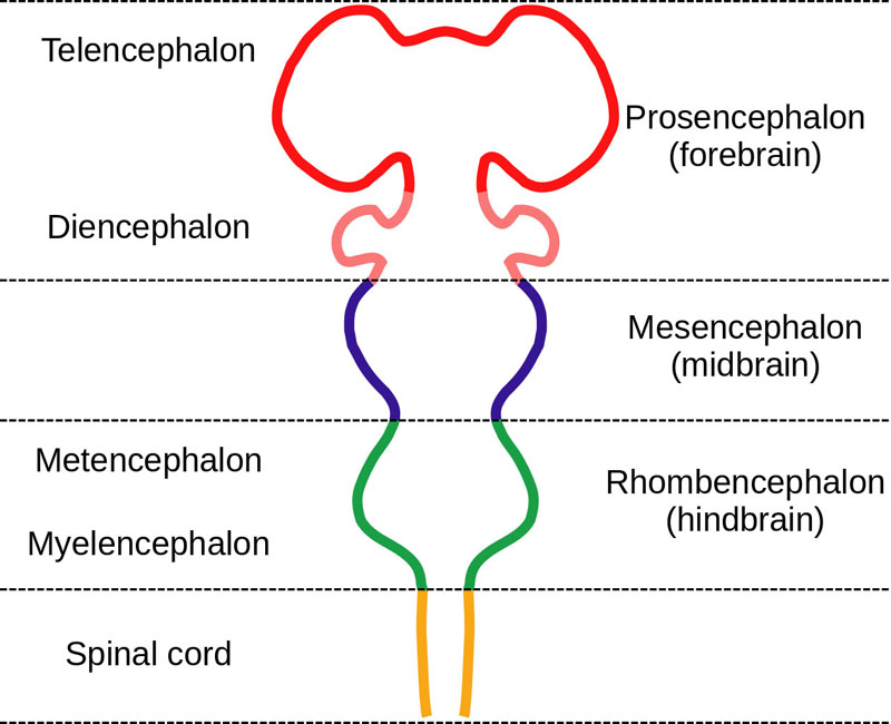 Surface of the cerebrum