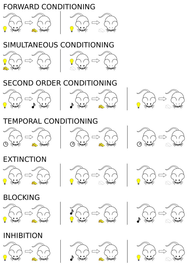 Regions of the brain associated with phobias.