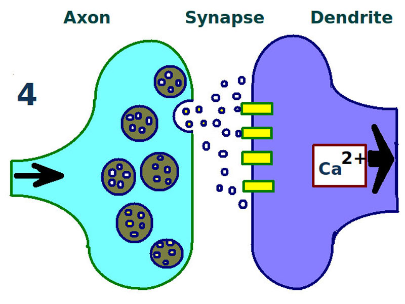 Posterior and inferior cornua of left lateral ventricle exposed from the side