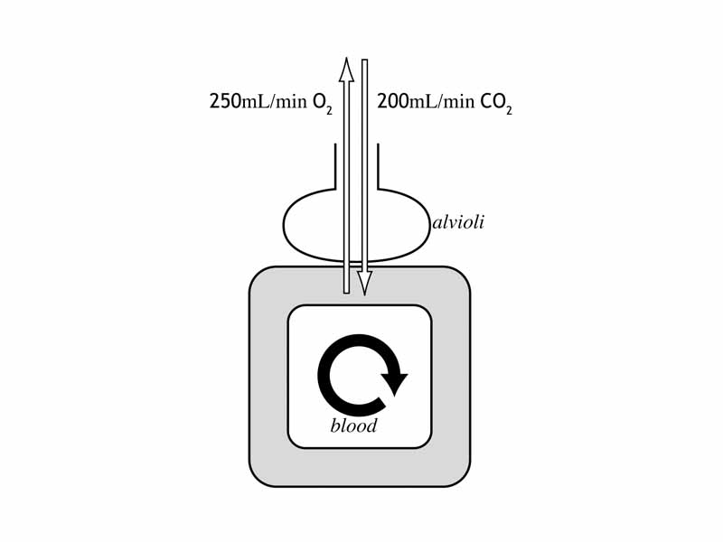 Gas transfer in alveoli
