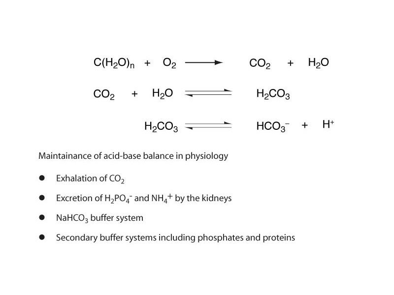 Important substances in the regulation of blood pH.