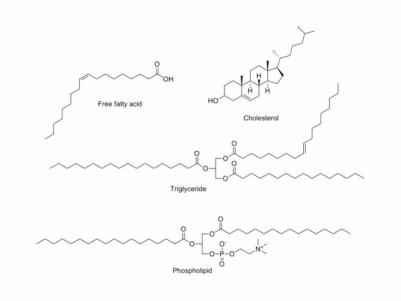 Some common lipids. At the top is oleic acid and cholesterol. In the middle is a triglyceride composed of oleoyl, stearoyl, and palmitoyl chains attached to a glycerol backbone. At the bottom is the common phospholipid phosphatidylcholine.