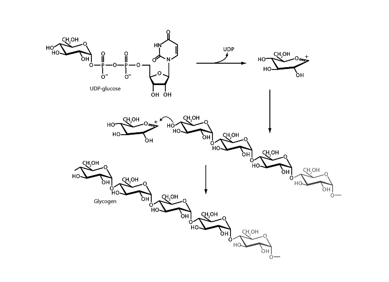 Glycogen synthase.