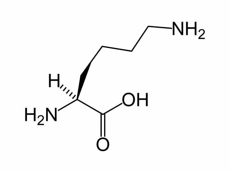 L-lysine