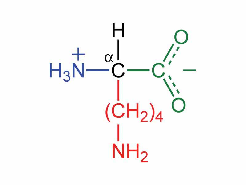 L-lysine - zwitterion