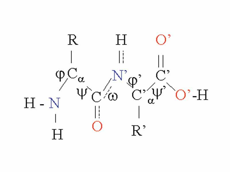 Bond angles for ? and ?