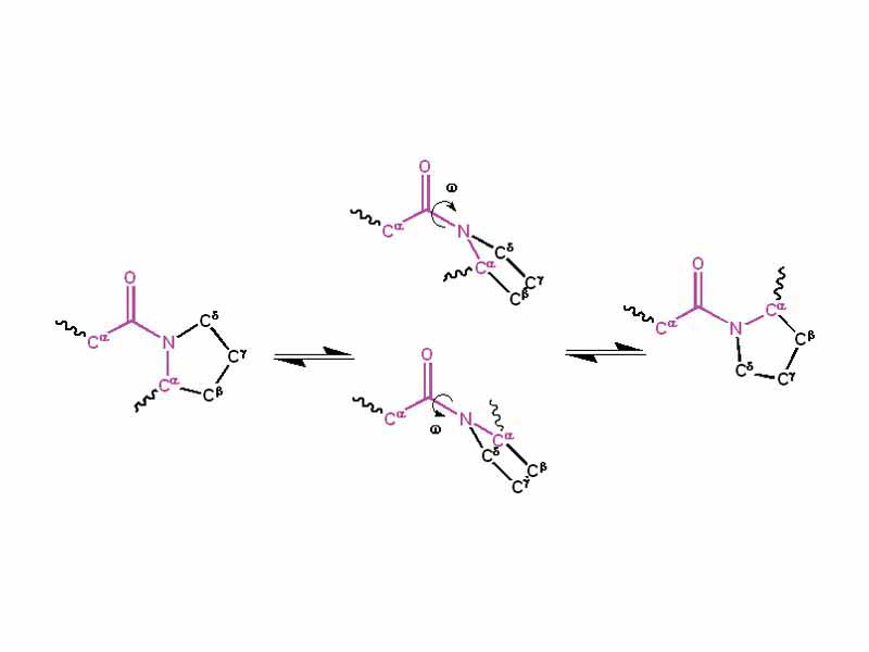 Cis-trans isomerization of an X-Pro peptide bond, with its two transition states.