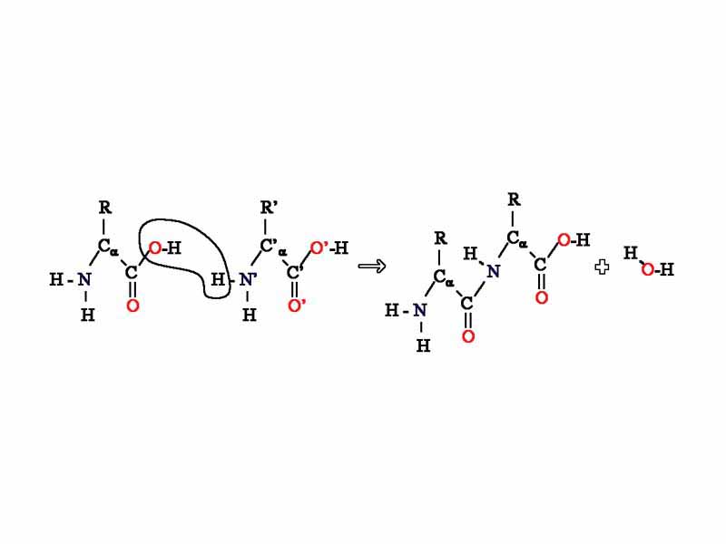 The condensation of two amino acids to form a peptide bond.