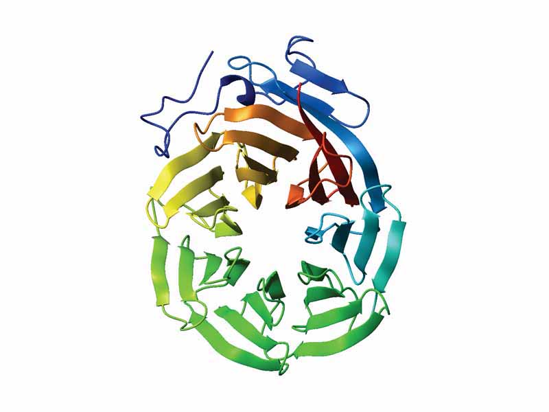 Ribbon diagram of the C-terminal WD40 domain of Tup1 (a transcriptional co-repressor in yeast), which adopts a 7-bladed beta-propeller fold. Ribbon is colored from blue (N-terminus) to red (C-terminus).