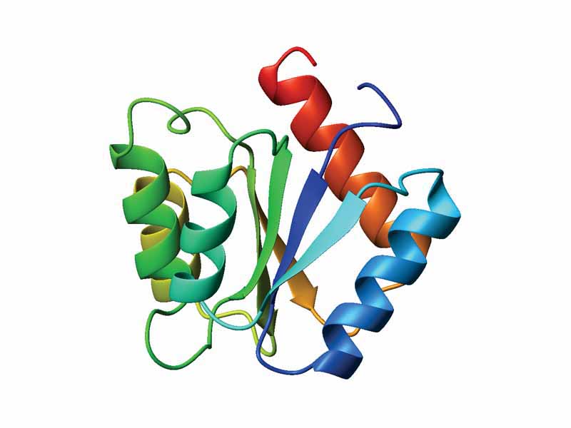 Flavodoxin fold - Ribbon diagram of CheY (a regulator of the chemotactic response in bacteria, PDB accession code 3CHY), which adopts the flavodoxin fold. Ribbon is colored from blue (N-terminus) to red (C-terminus).