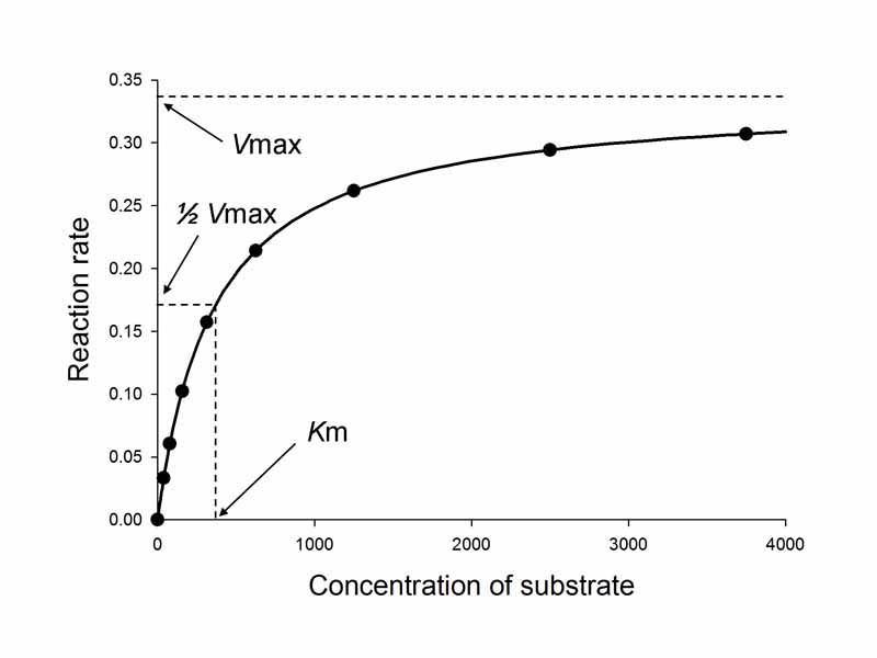 Saturation curve for an enzyme reaction showing the relation between the substrate concentration (S) and rate (v).