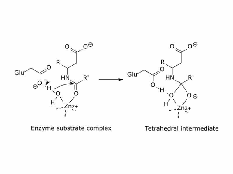 Carboxypeptidase catalytic mechanism.  The tetrahedral intermediate is stabilised by a partial ionic bond between the Zn2+ ion and the negative charge on the oxygen.