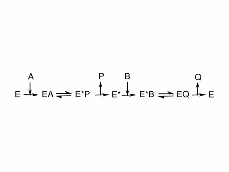 Ping–pong mechanism for an enzyme reaction. Enzyme intermediates contain substrates A and B or products P and Q.