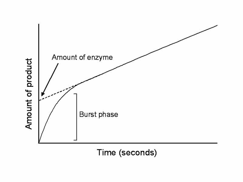 Pre-steady state progress curve, showing the burst phase of an enzyme reaction.