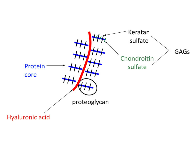 Proteoglycans.