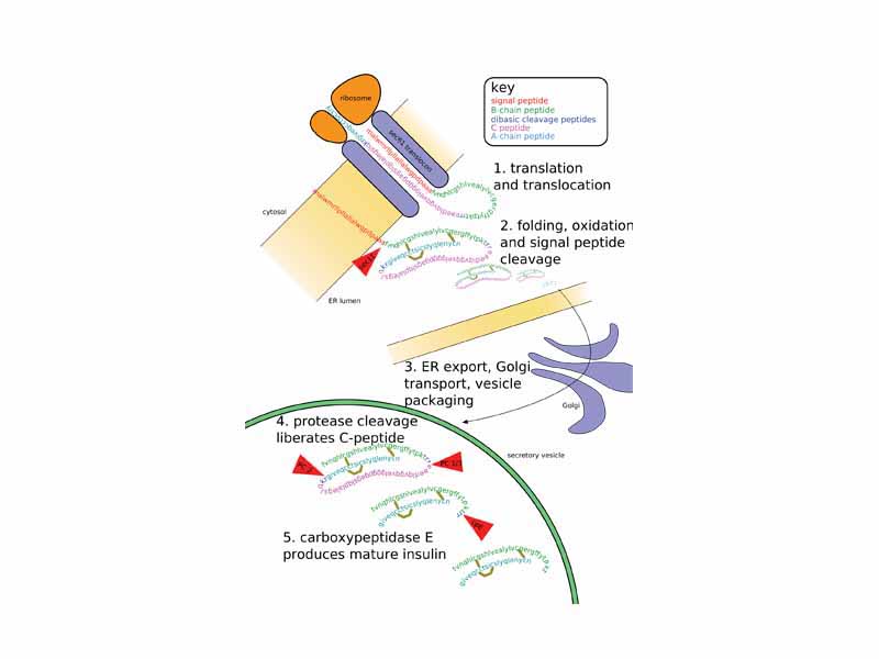 The bottom of this diagram shows the modification of primary structure of insulin, as described.
