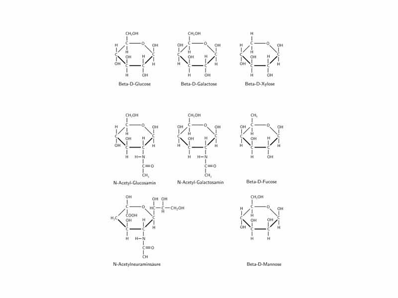 The eight sugars contained in glycoproteins