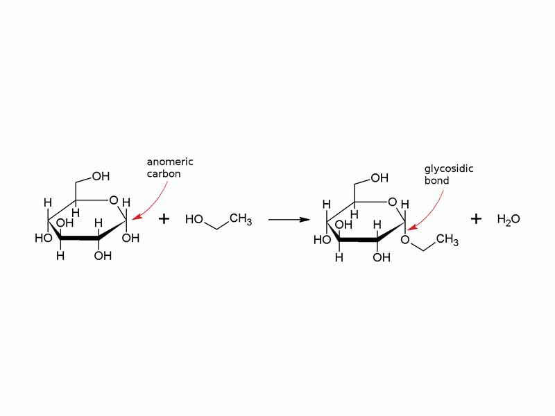Formation of ethyl glucoside from glucose and methanol, showing the anomeric carbon and the resulting glycosidic bond.
