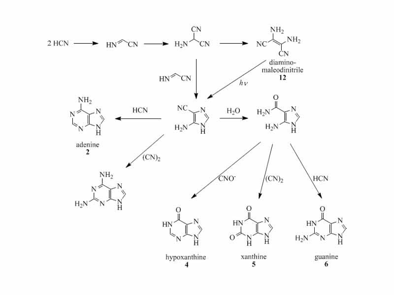 Oro, Orgel and co-workers have shown that four molecules of HCN tetramerize to form diaminomaleodinitrile (12), which can be converted into almost all important natural occurring purines.