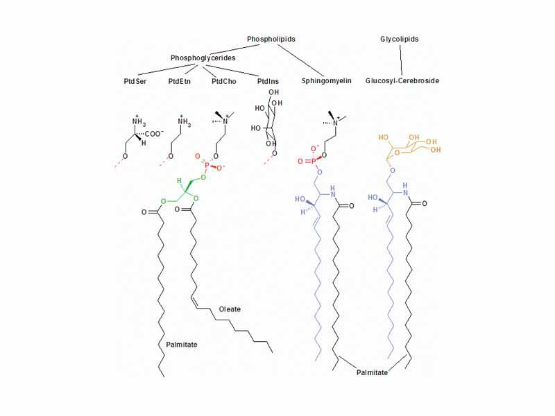 The major membrane lipids