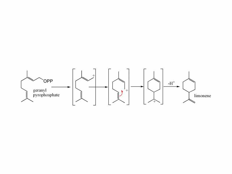 Limonene biosynthesis