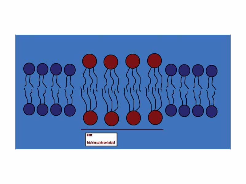 A lipid raft is a cholesterol-enriched microdomain in cell membranes.