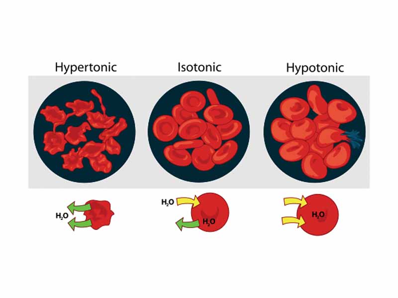 Effect of different solutions on blood cells