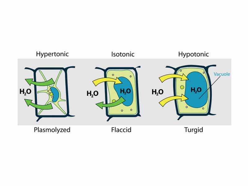 Plant cell under different enviroments