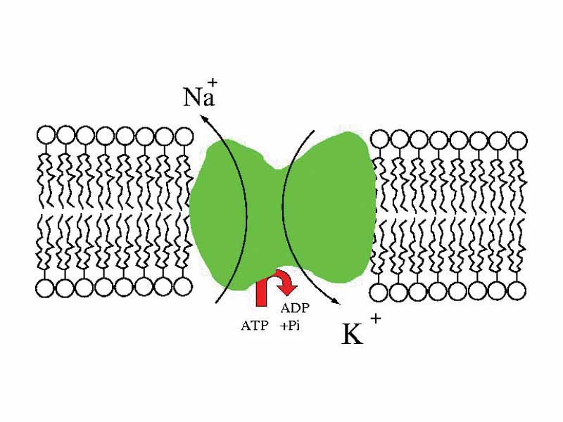 Flow of ions in the sodium-potassium pump.