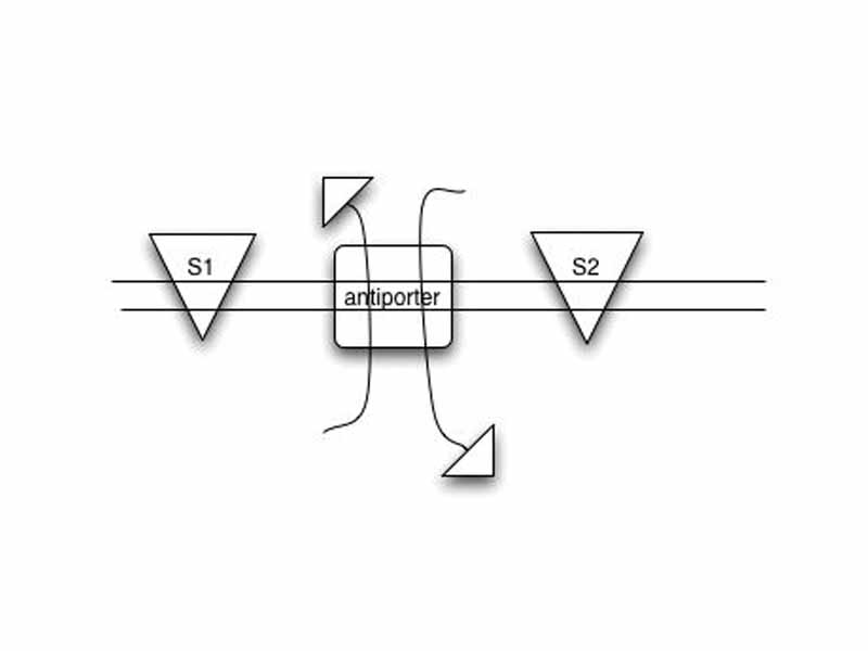 Antiporter illustration