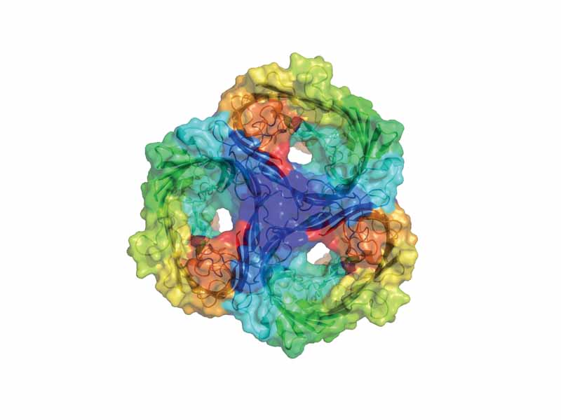 A sucrose specific porin from Salmonella typhimurium, a gram-negative bacterium.
