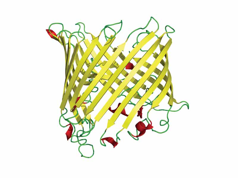 A single monomer of the sucrose porin in side view, illustrating the antiparallel beta barrel structure.