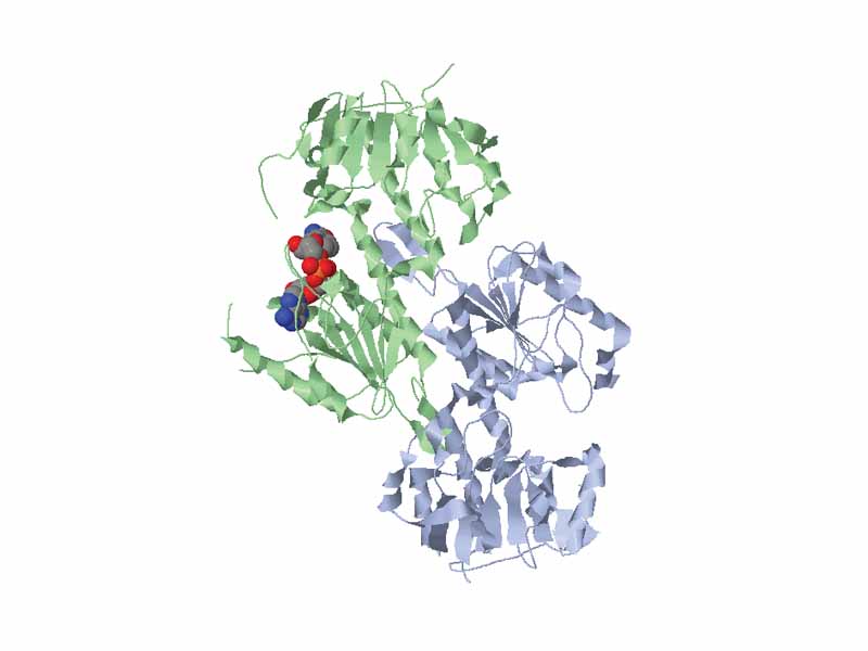 This is an image of the Clathrin protein from Bos taurus. It is bound to NAD. The image was generated using RasMol.