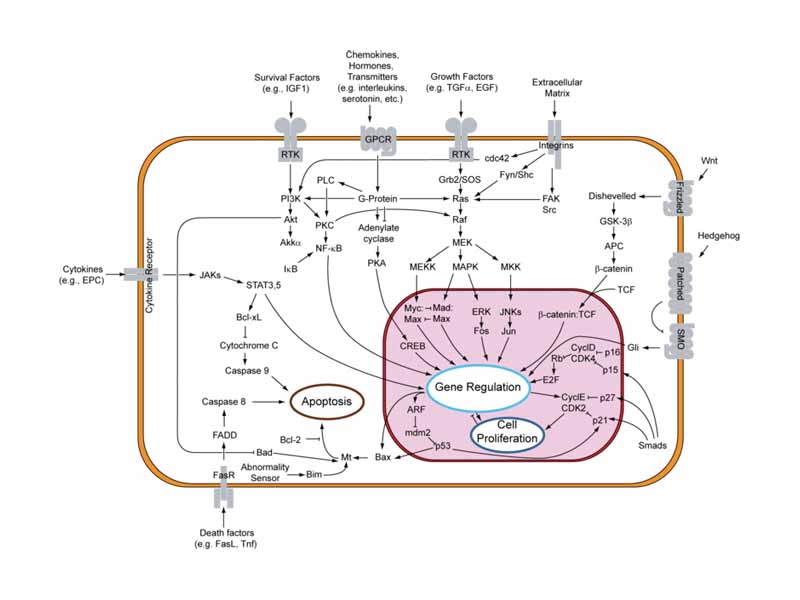 Overview of signal transduction pathways