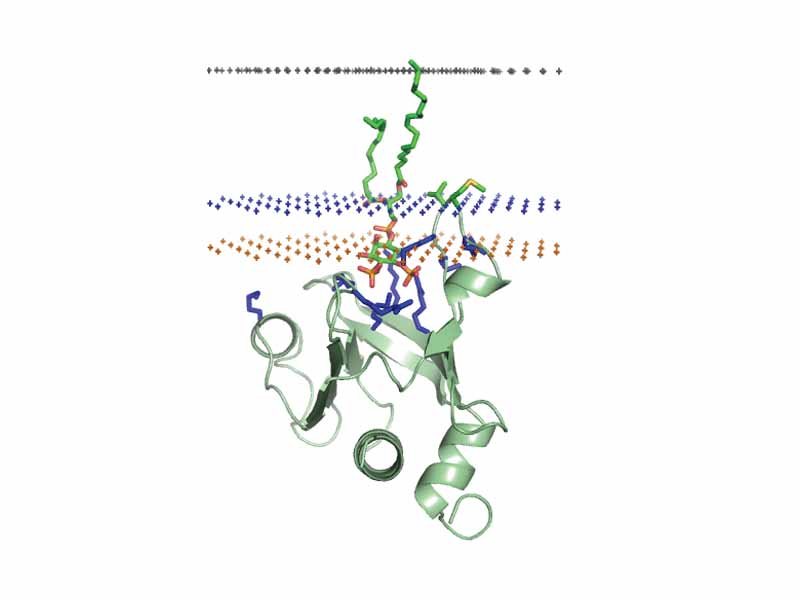 PH domain of phospholipase C delta 1. Middle plane of the lipid bilayer - black dots. Boundary of the hydrocarbon core region - blue dots (intracellular side). Layer of lipid phosphates - yellow dots.