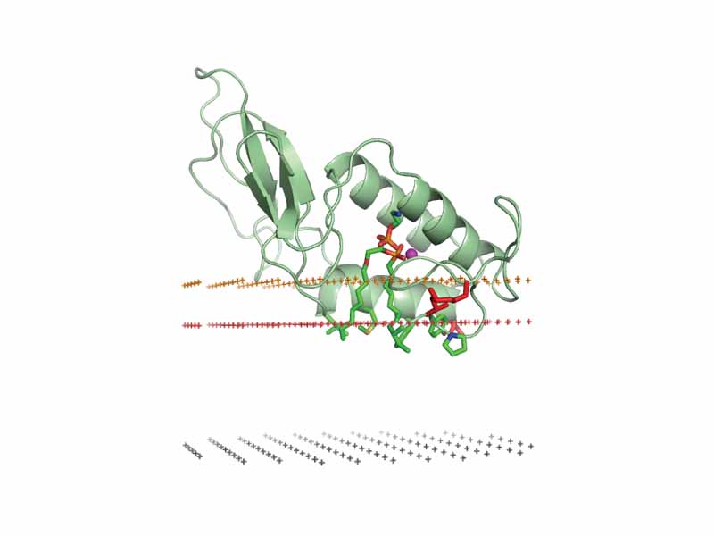 Bee venom phospholipase A2 (1poc). Middle plane of the lipid bilayer - black dots. Boundary of the hydrocarbon core region - red dots (extracellular side). Layer of lipid phosphates - yellow dots.