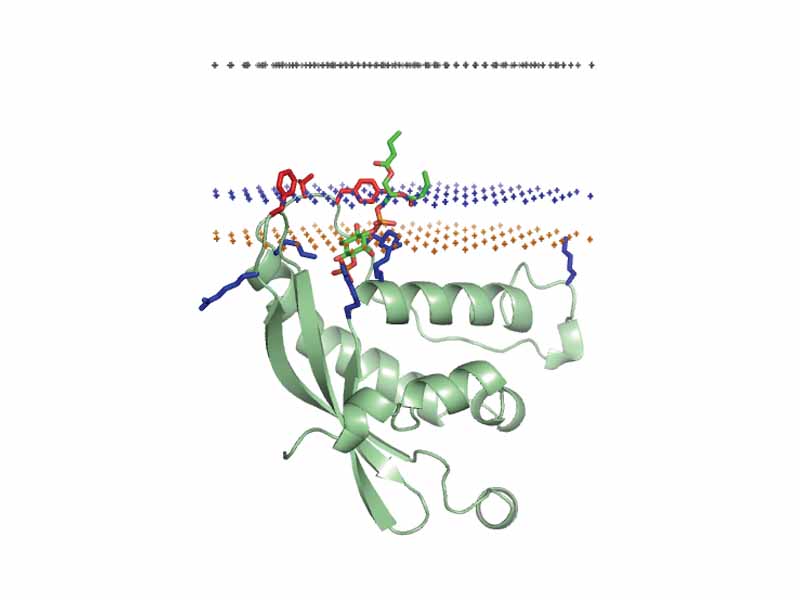 P40phox PX domain of of NADPH oxidase Middle plane of the lipid bilayer - black dots. Boundary of the hydrocarbon core region - blue dots (intracellular side). Layer of lipid phosphates - yellow dots.