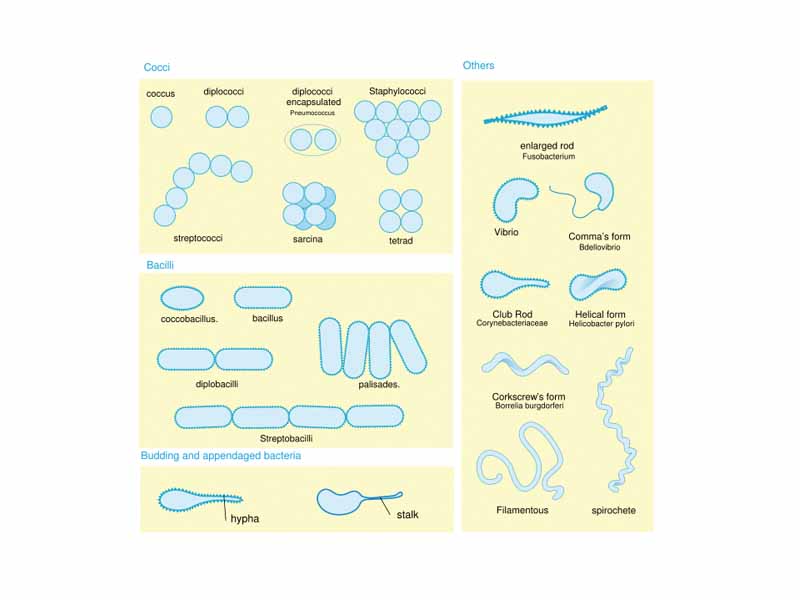 Bacteria display a large diversity of cell morphologies and arrangements.
