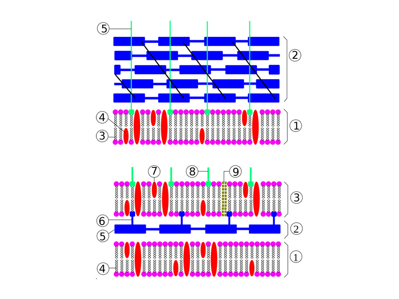 Bacterial cell wall - gram positive vs. gram negative