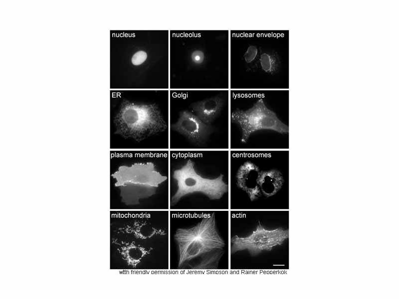 Proteins in different cellular compartments and structures tagged with green fluorescent protein.