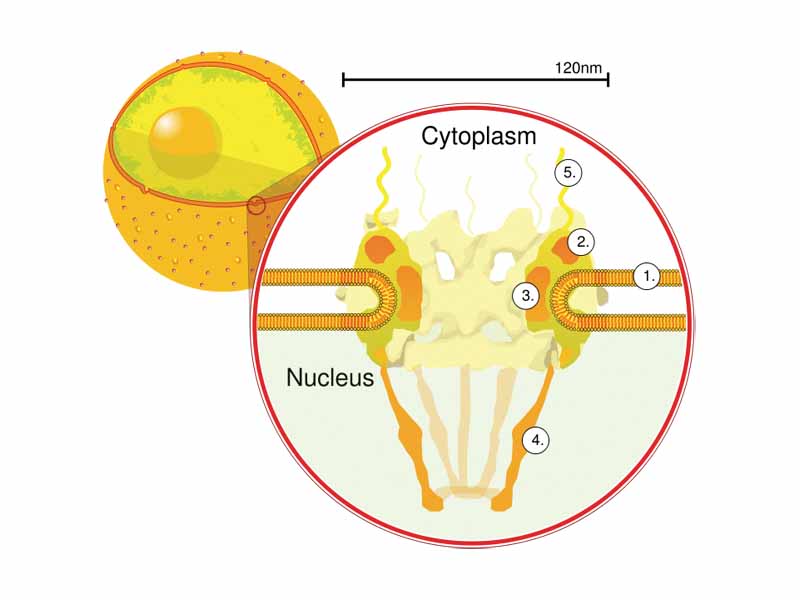 Diagram of nuclear pores