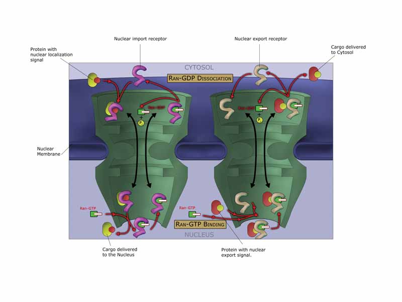 Macromolecules, such as RNA and proteins, are actively transported across the nuclear membrane in a process called the Ran-GTP nuclear transport cycle.