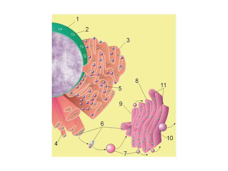 1 Nucleus     2 Nuclear pore     3 Rough endoplasmic reticulum (rER)     4 Smooth endoplasmic reticulum (sER)     5 Ribosome on the rough ER     6 Proteins that are transported     7 Transport vesicle     8 Golgi apparatus     9 Cis face of the Golgi apparatus     10 Trans face of the Golgi apparatus     11 Cisternae of the Golgi apparatus