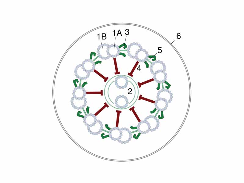 Diagram of a cross-section of the axoneme microtubule array present in all undulipodia