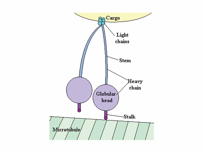 Cytoplasmic dynein has two heavy chains with globular heads that walk along the microtubule, to which they are bound by the stalks. Dynactin (not shown) may help attach the light chains to the cargo. Interactions between the stalks and the microtubule must repeatedly form and break.