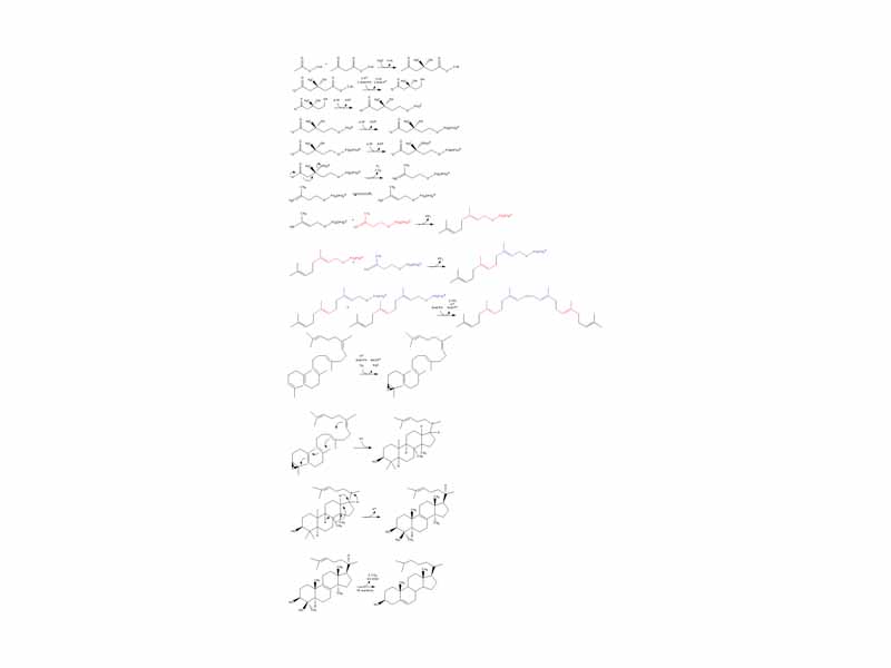 Cholesterol synthesis - complete