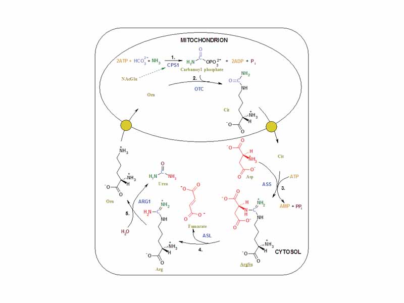 The reactions of the urea cycle. The color scheme is as follows: enzymes, coenzymes, substrate names, inorganic molecules, Asp and urea's nitrogen that comes from it, NH4+ and urea's nitrogen that comes from it, HCO3- and urea's carbon that comes from it