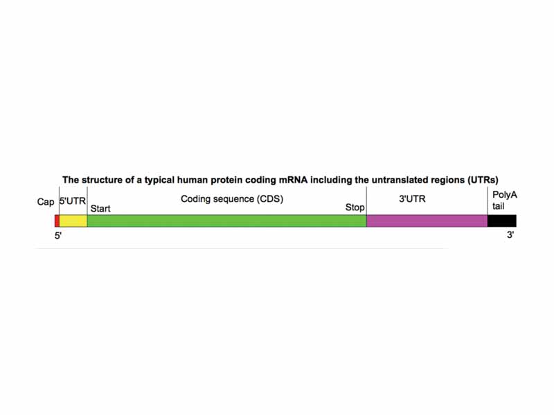 MRNA Structure