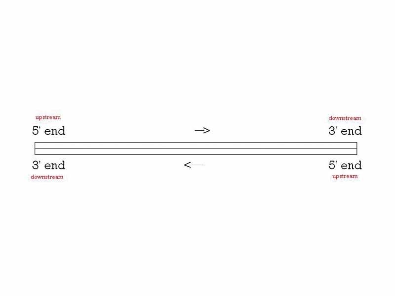 Simple illustration of upstream and downstream on a double-stranded piece of DNA.