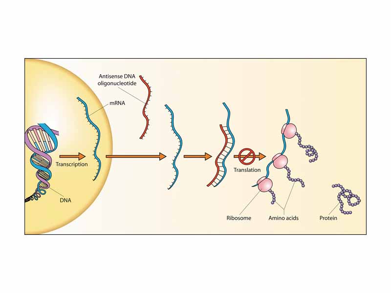 Schematic showing how antisense DNA strands can interfere with protein translation.